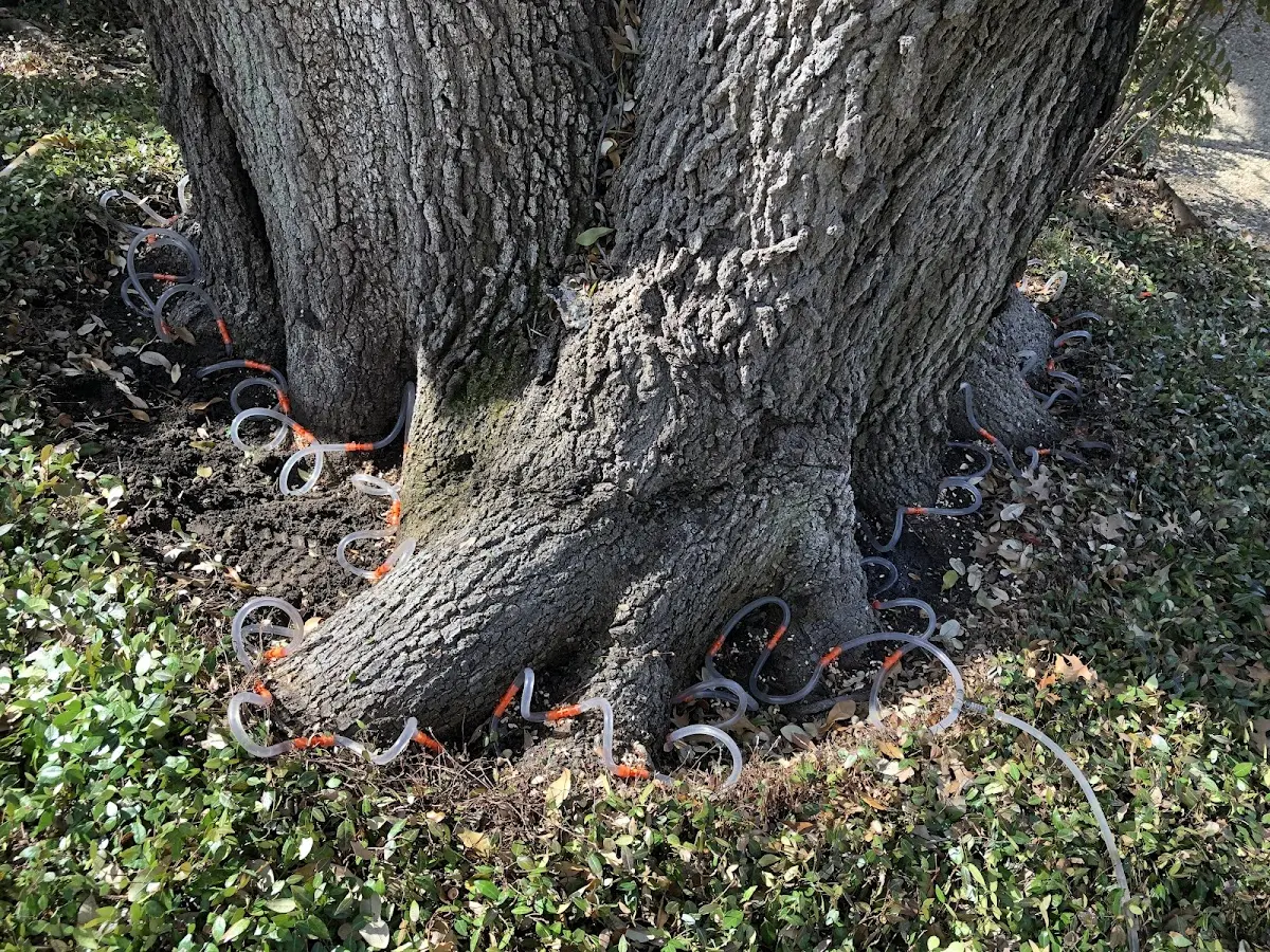 Detailed Tree Cabling and Bracing job site in Napoleon