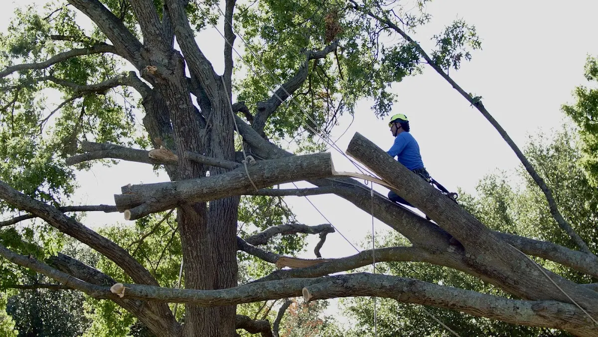 Professional Hazardous Tree Removal performed by certified arborists in Napoleon